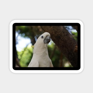 Cockatoo Magnet