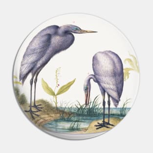 Two Great Egrets with Green Breeding Masks (1575–1580) Pin