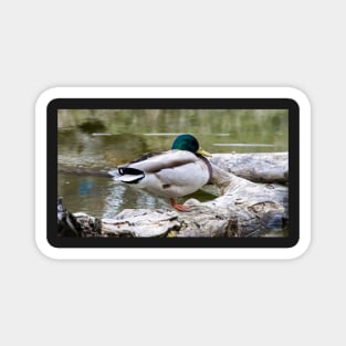 Mallard waking up Magnet