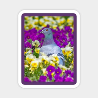 Pigeon and Pansies Magnet