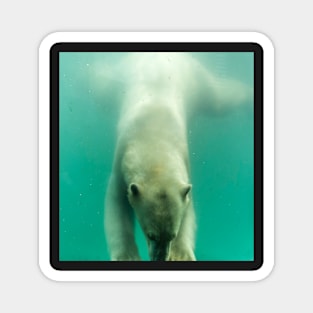 Polar bear swimming under water Magnet