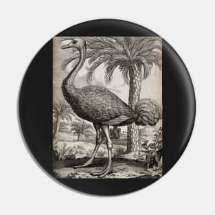 An Ostrich, Unknown Pin