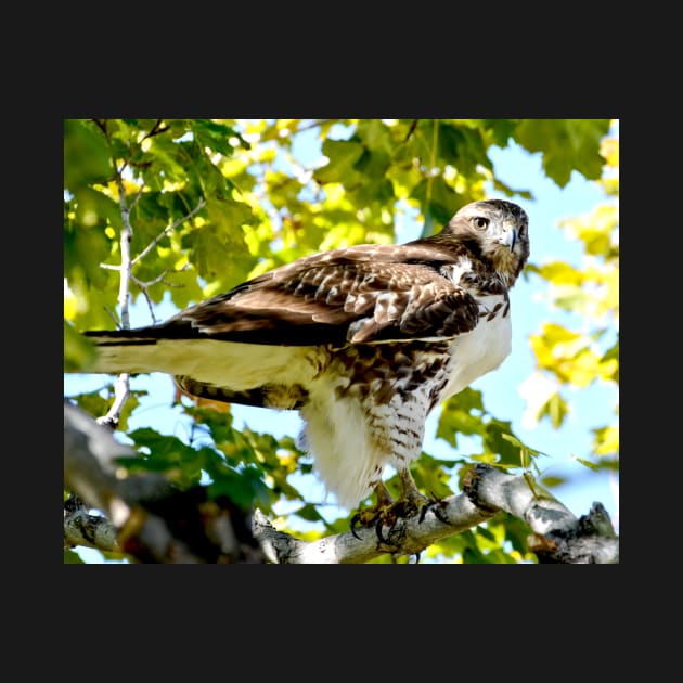 Colorado Red Tailed Hawk by Scubagirlamy