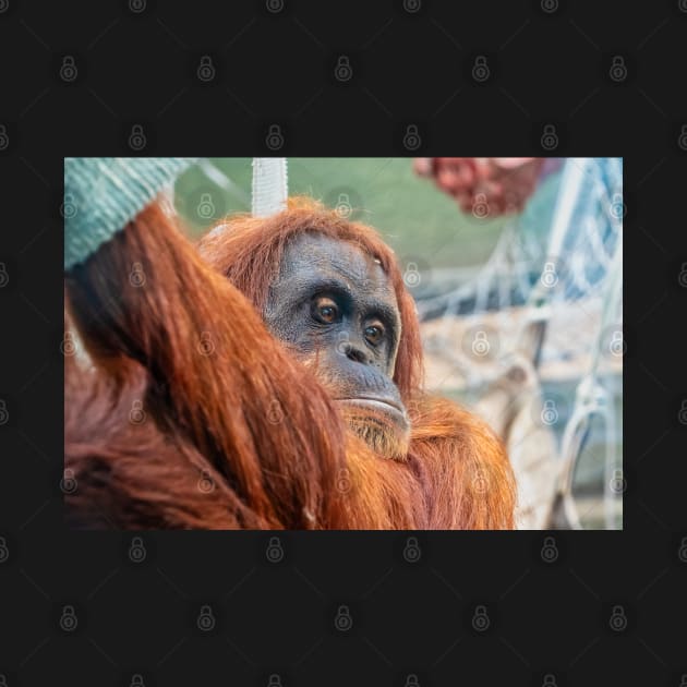 Sumatran Orangutan by Russell102