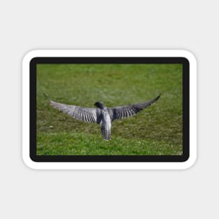 A Peregrine's wingspan Magnet