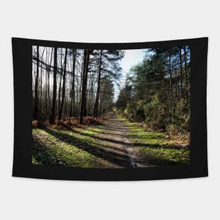 Trees in Swinley forest make it great place for sunlight walk Tapestry