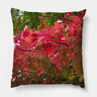 Red green autumn maple leaves Pillow