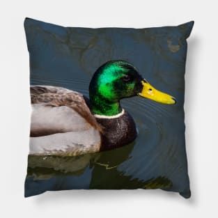 Mallard. Pillow