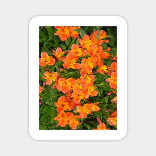 Alstromeria Magnet