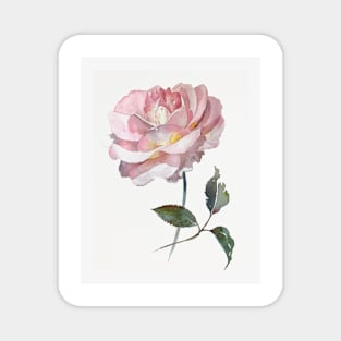 Pink delicate rose hand painted watercolour by Leanne Magnet