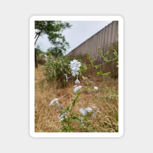 The White Flowers Magnet