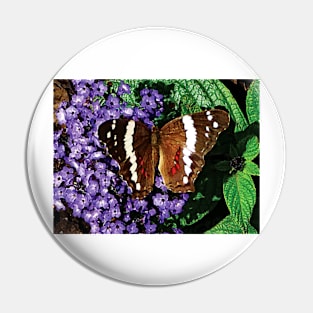 Butterflies - Black Butterfly on Heliotrope Pin