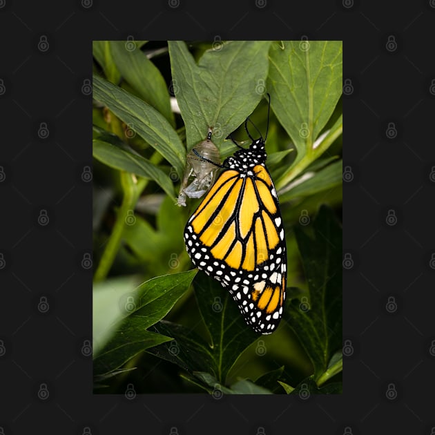 Monarch Butterfly 1 by Robert Alsop