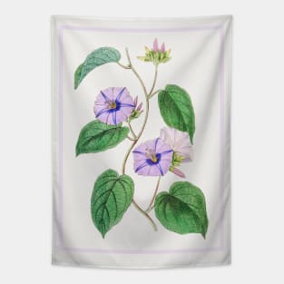 Hoary Jacquemontia Flower Branch Tapestry