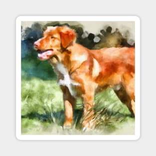 Nova Scotia Duck Tolling Retriever Watercolor - Dog Lover Gifts Magnet