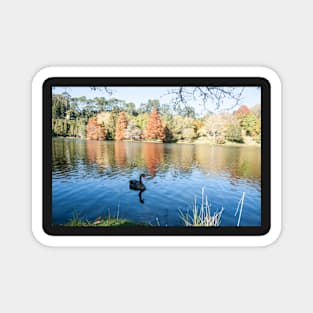 Autumn scenic lake and trees, black swan Magnet