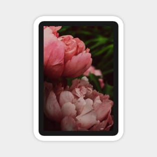 Peony Flower Study 1 Magnet