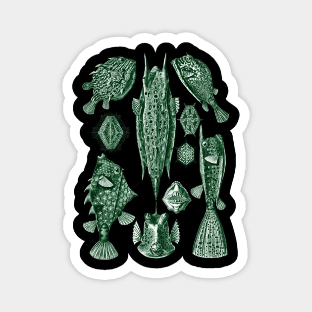 Ernst Haeckel Ostraciontes Fish Green Magnet by Scientistudio