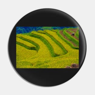 Rice Terrace. Pin