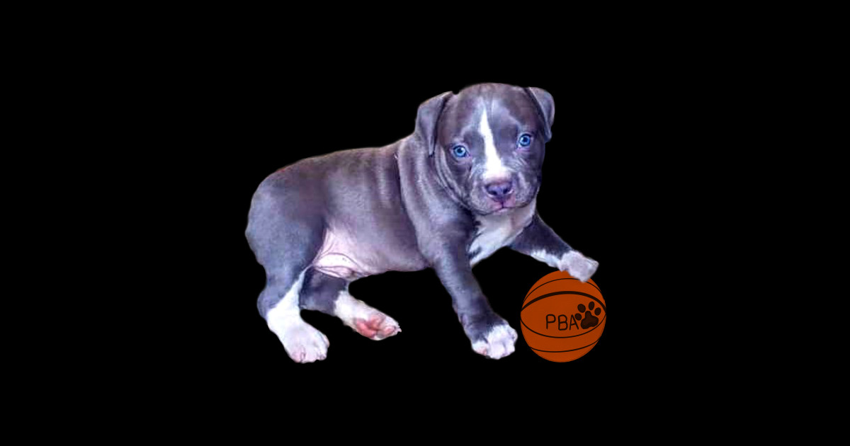 Blue line pit bull dog basket ball player cute pitbull in the with it