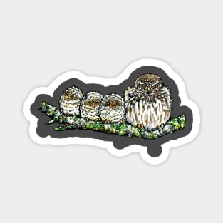 Pygmy Puffballs Northern Pygmy-owl Magnet