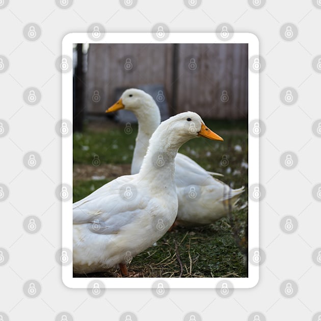 Two White Inseparable Ducks at the Farm Magnet by Family journey with God