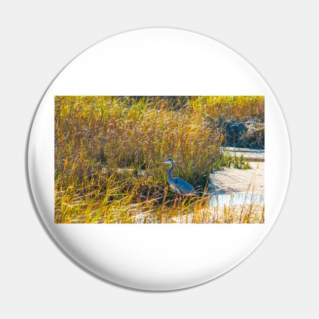 Great Blue Heron in breeding plumage stands at the water’s edge at Hatches Harbor near Provincetown.  Looks great on phone case or as a canvas print on your wall Pin by brians101