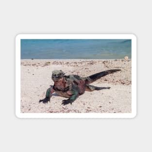 Marine Iguana, Galapagos Islands, Ecuador Magnet