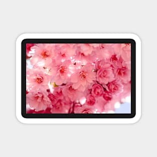 Double cherry blossoms Magnet