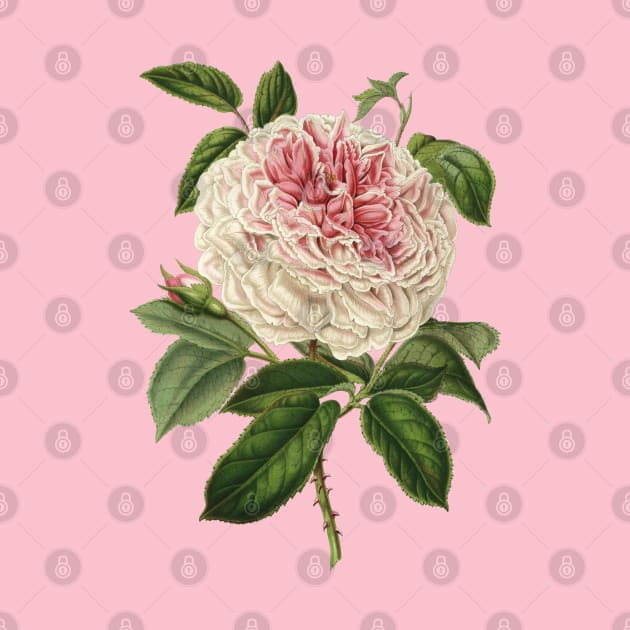 Beautiful Rose Flower Vintage Botanical Illustration by Biophilia