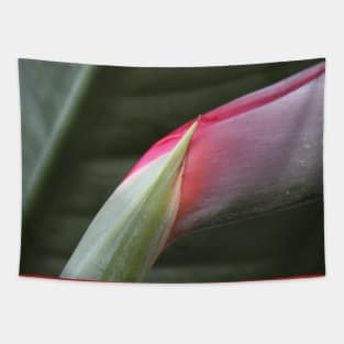 Bird of paradise flower to be Tapestry