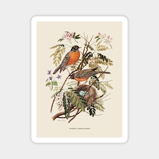 American Robin Antique Naturalist Illustration Magnet