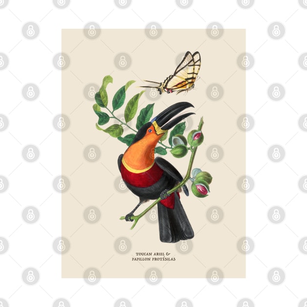 Toucan and Butterfly Antique Naturalist Illustration by Antiquated Art