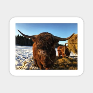 Scottish Highland Cattle Bull 2261 Magnet