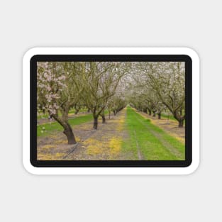 Almond Blossoms Magnet