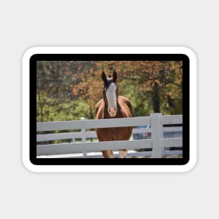 Clydesdale Magnet