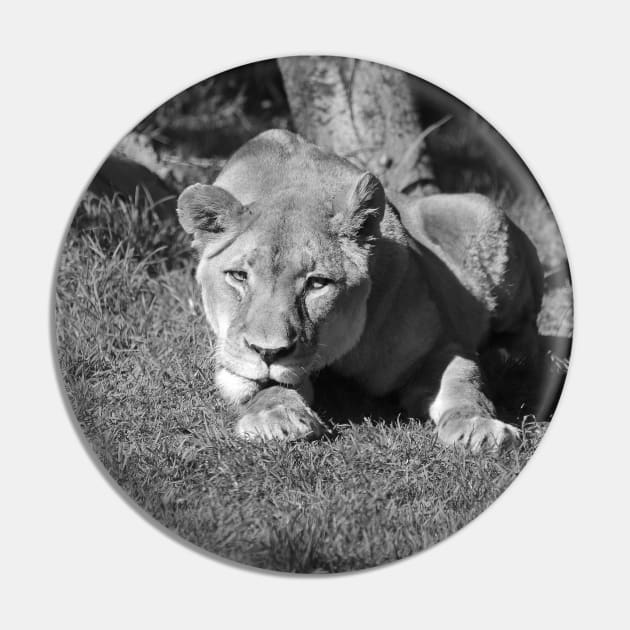 Lioness Pin by LeanneAllen