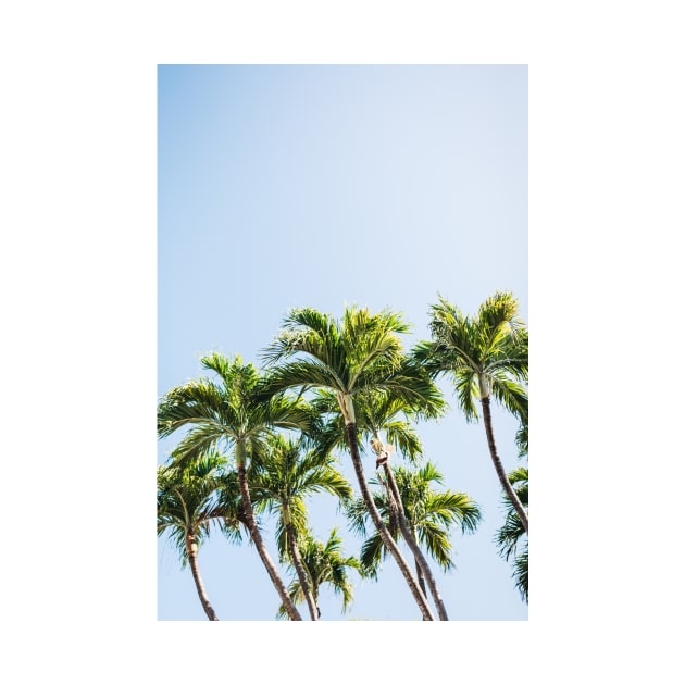 Miami Palm Trees by NewburyBoutique