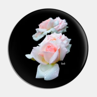 Pale Pink Roses Pin