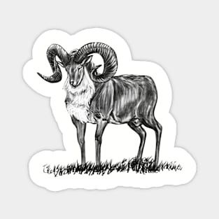 Urial Magnet