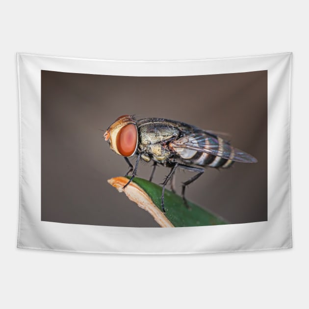 Macro photo of fly with big red eyes on a perch Tapestry by Geoff79