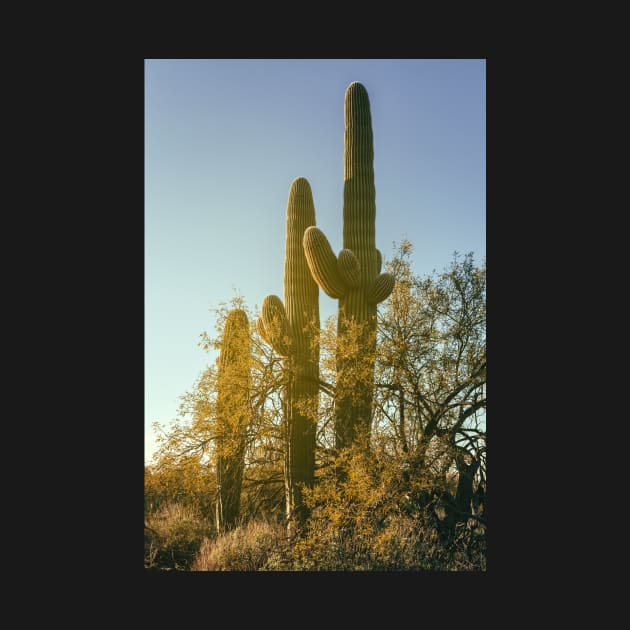 Three Saguaros by jvnimages