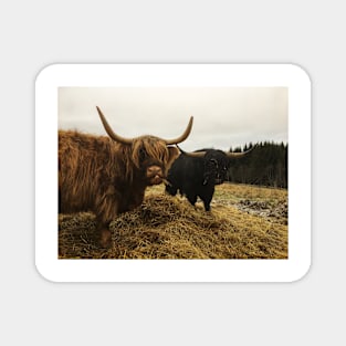 Scottish Highland Cattle Cow and Bull 2169 Magnet