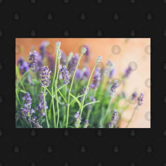 Lavender flowers in front of terracotta pot by nobelbunt