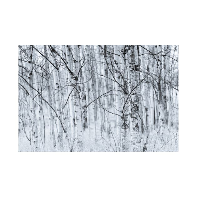 Black and White Aspen Forest Abstract by Amy-K-Mitchell