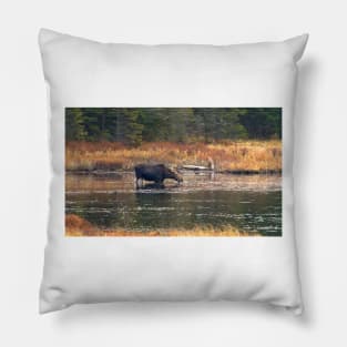 Moose - Algonquin Park, Canada Pillow