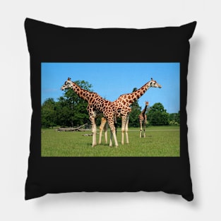 Girafs in Knuthenborg Safari park in Denmark Pillow