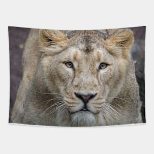 Lion 009 Tapestry