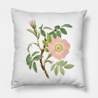 Dog Rose Flower Botanical Illustration Pillow