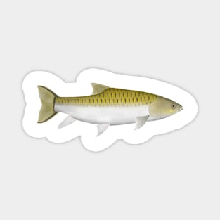 Thai Mahseer Magnet